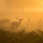 Camila Barrows Profile Picture