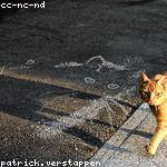 Kieran Hermann Profile Picture