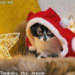 Tanya Kub Profile Picture