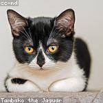 Alek Cummings Profile Picture