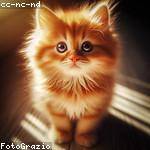 Brenda Zulauf Profile Picture