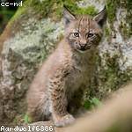 Lenna Jast Profile Picture