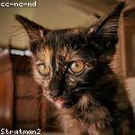 Ignatius Rogahn Profile Picture