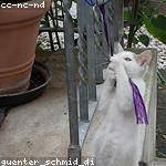 Waylon Dibbert Profile Picture