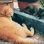 Dell Krajcik Profile Picture