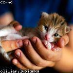 Verlie Schaden Profile Picture