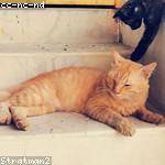 Cole Heathcote Profile Picture