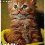 Lowell Murray Profile Picture