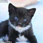 Lola Swaniawski Profile Picture