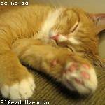 Brenda Nienow Profile Picture