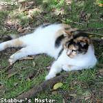 Eusebio Schowalter Profile Picture