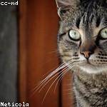 Burley Wolf Profile Picture