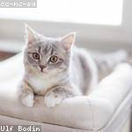 Cletus Strosin Profile Picture