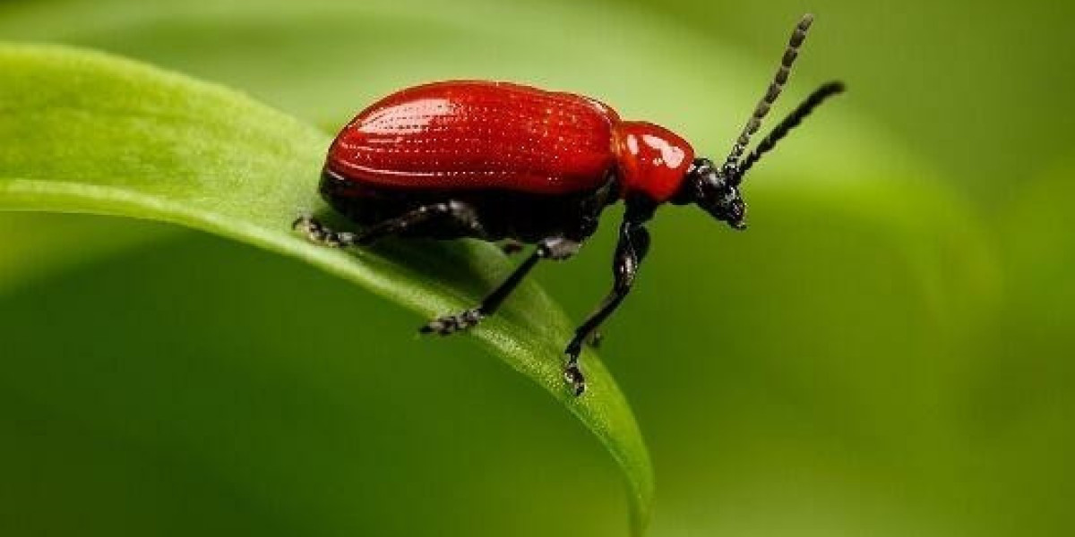 Bet9ja Promotion Code: YOHAIG - Your Ultimate Guide to Winning ₦1 Billion with the Catch the Boom Promotion